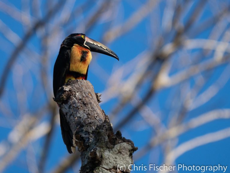 Birding Costa Rica's Pacific Dry Forest: Lomas de Barbudal Biological ...