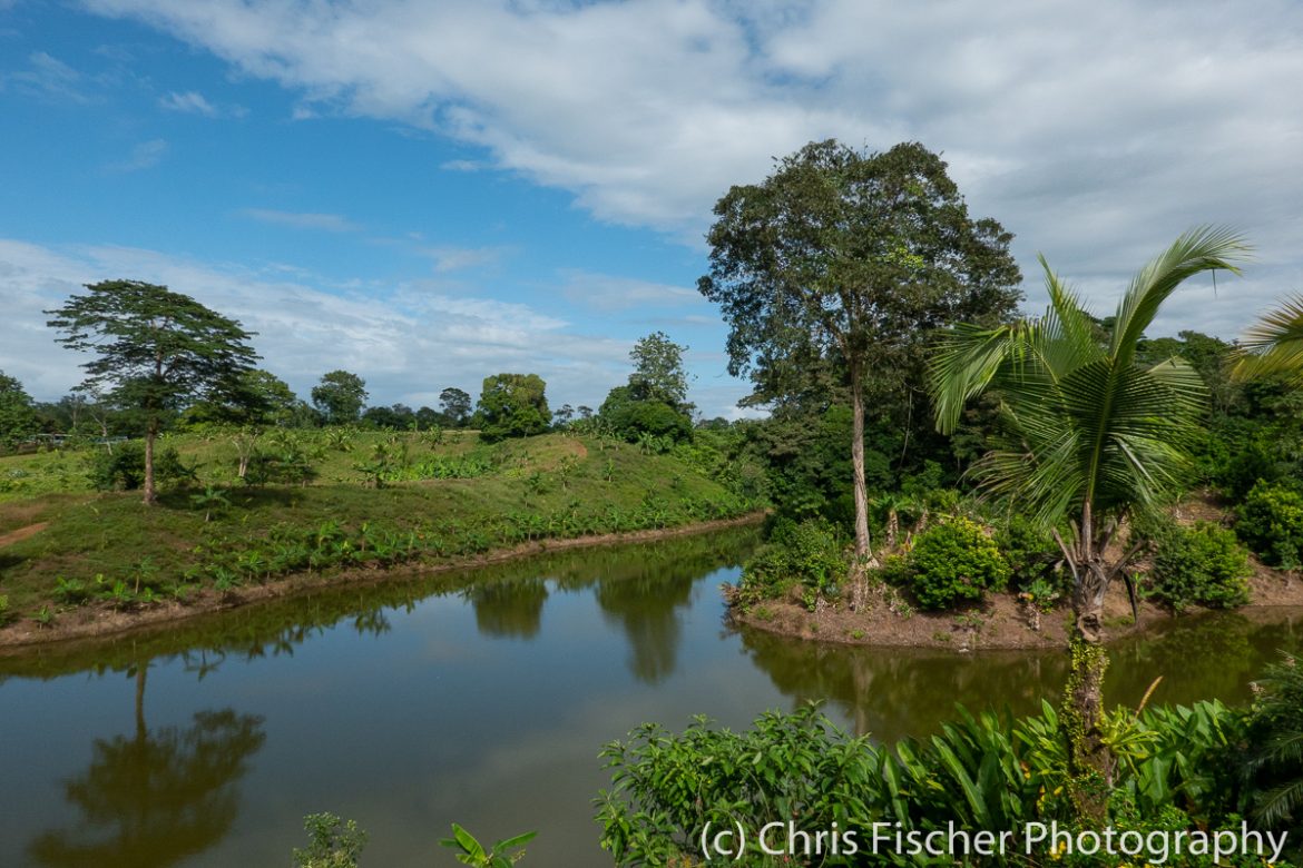 Birding Sarapiquí, An Alternative to La Selva - Birding for Conservation