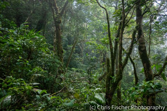 Las Heliconias Rainforest Lodge - Birding for Conservation