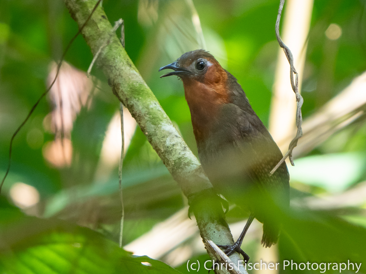 Caño Negro Wildlife Refuge: Birding Paradise - Birding for Conservation