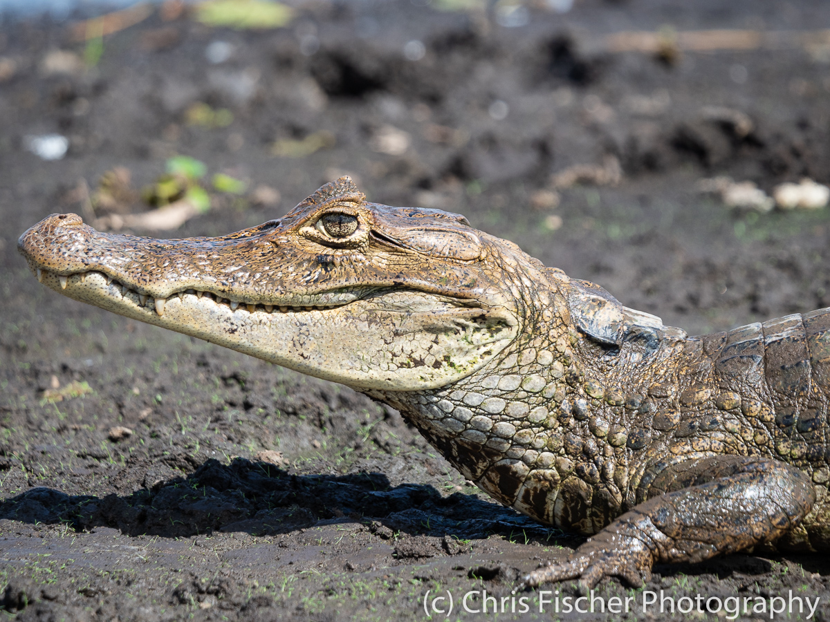 Caño Negro Wildlife Refuge: Birding Paradise - Birding for Conservation