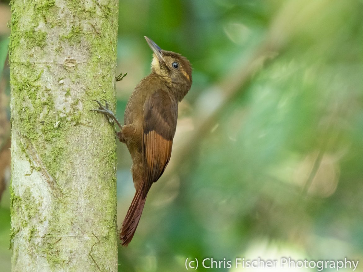 Caño Negro Wildlife Refuge: Birding Paradise - Birding for Conservation