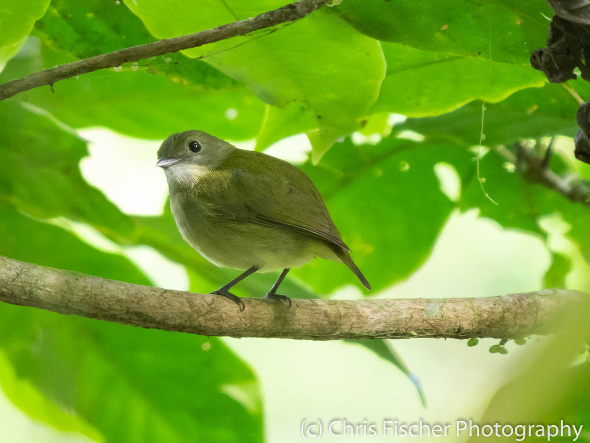 Bijagua De Upala: Northern Caribbean Foothills And Middle Elevation 