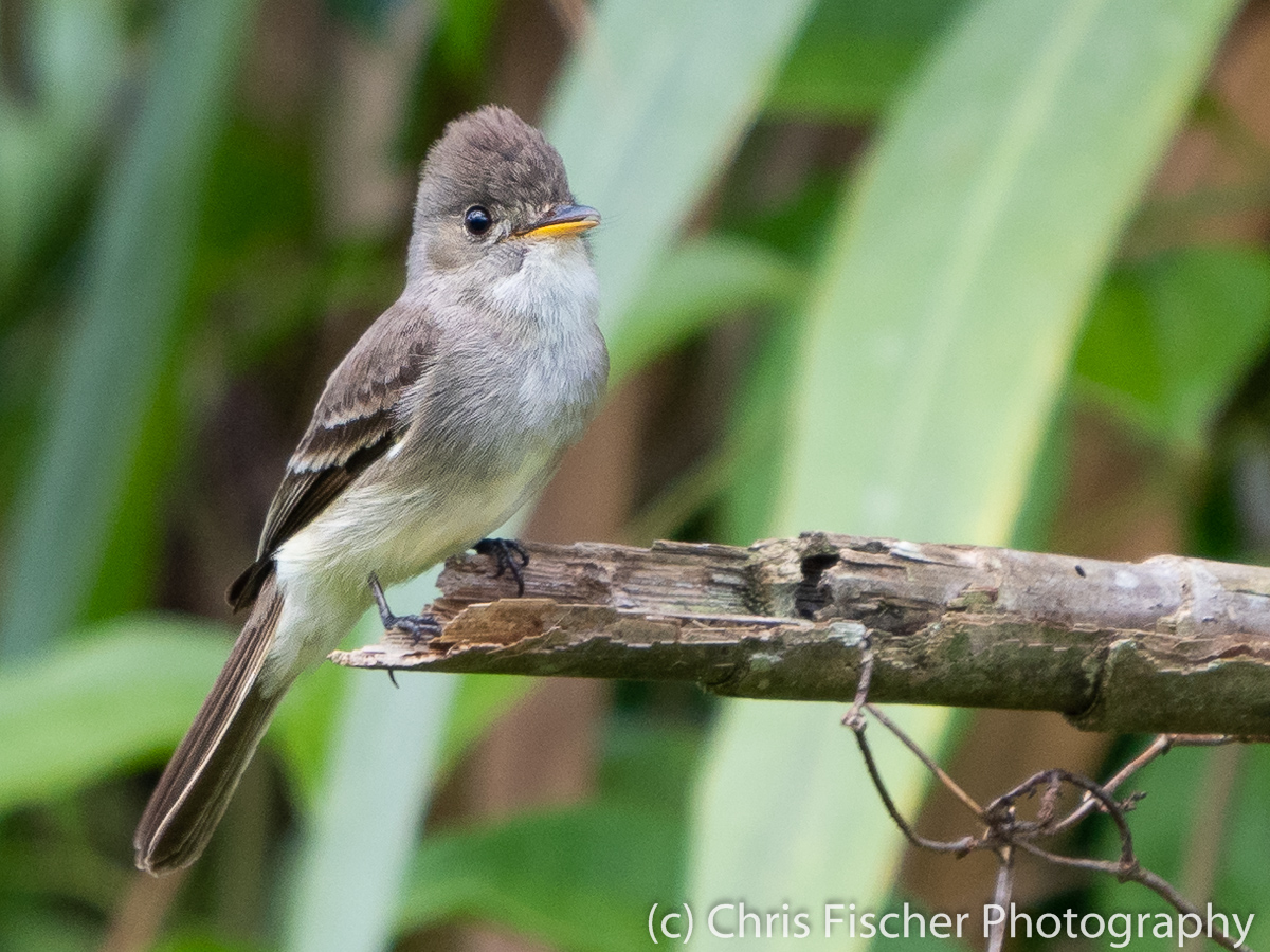 Selva Bananito Lodge: Home of the Great Jacamar - Birding for Conservation